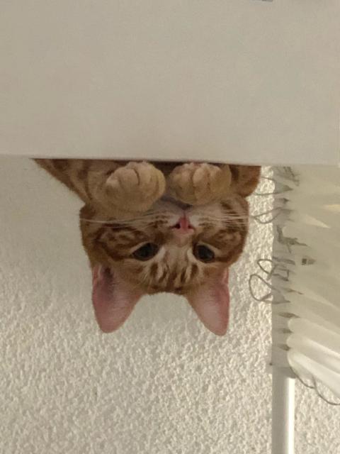 it is my beautiful orange cat. he is sitting on the shelf above my head, peering over it to watch me 