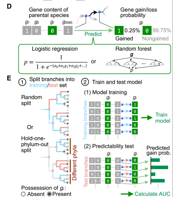 Fig. 1. Dataset and analysis overview.
(A) A reference phylogenetic tree of 2894 bacterial species used in this study. (B) The number of species analyzed in this study for each phylum. Only the top 30 phyla with the highest number of species are shown. Bar colors represent the corresponding phyla in all figures in this paper. (C) The ancestral state reconstruction of gene content. The model diagram in the speech balloon represents the F81-like model implemented in PastML. (D) Machine learning framework of Evodictor. (E) Predictability evaluation procedure in case of gene gain of an example OG (gi) is analyzed.