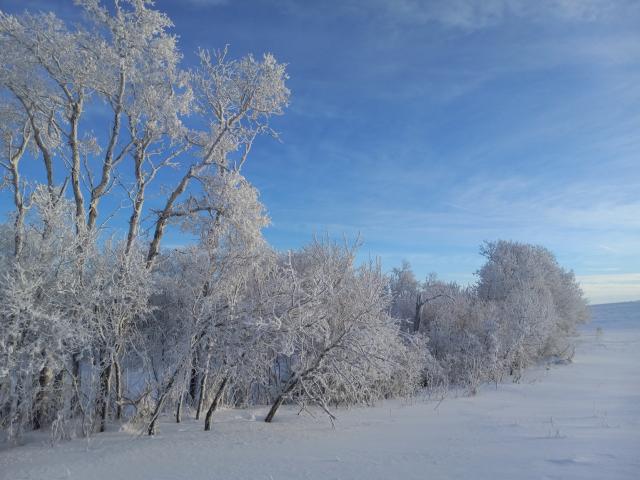 Hoarfrost all over every branch and twig in a bunch of deciduous trees with the bright blue sky behind