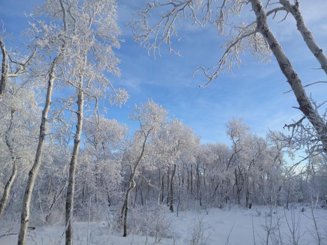 Hoarfrost all over every branch and twig in a bunch of deciduous trees with the bright blue sky behind