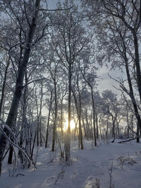 Hoarfrost all over every branch and twig in a bunch of deciduous trees with the low sun behind
