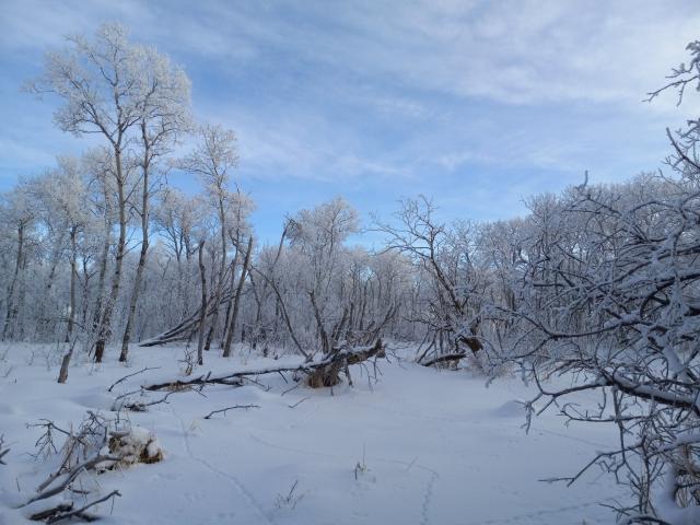 Hoarfrost all over every branch and twig in a bunch of deciduous trees with the bright blue sky behind