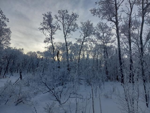 Hoarfrost all over every branch and twig in a bunch of deciduous trees with the bright clouds behind