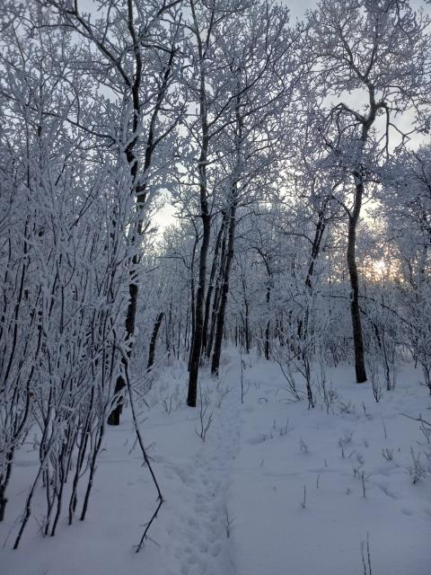 Hoarfrost all over every branch and twig in a bunch of deciduous trees with a winding deer path going through it all
