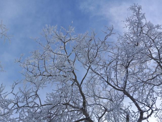 Looking up at hoarfrost all over every branch and twig in a bunch of deciduous trees with the bright blue sky behind