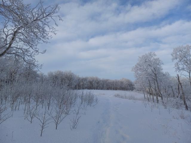 A small snowy field surrounded by hoarfrost-covered trees trees with fluffy clouds behind