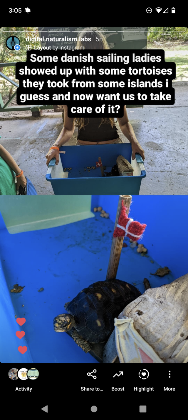 Woman holding box of turtle babies . Tiny danish flag for tortoises 