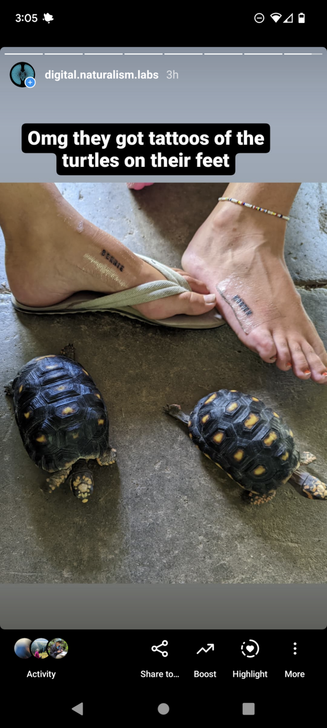 Tortoises next to the women's feet