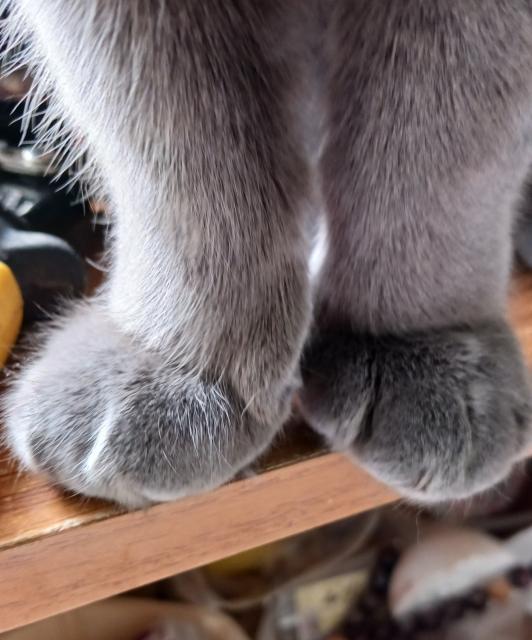 Grey cat feet