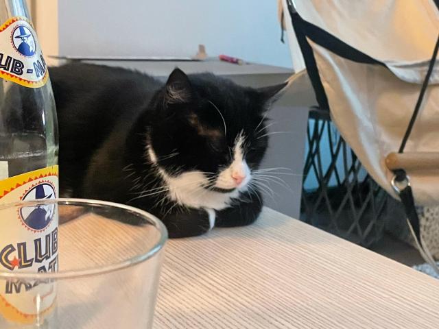 pink nose tuxedo cat on a table, pawsies tucked in, sleeping