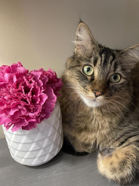 A beautiful Maine Coon Tabby poses beside some pink flowers. She is so adorable and she knows it