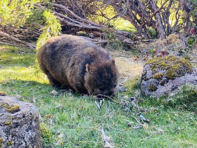 Adorable and round wombat munching plants on Cradle Mountain, Tasmania. Credit: Me