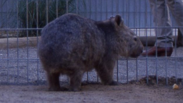 Wombat in a cage.