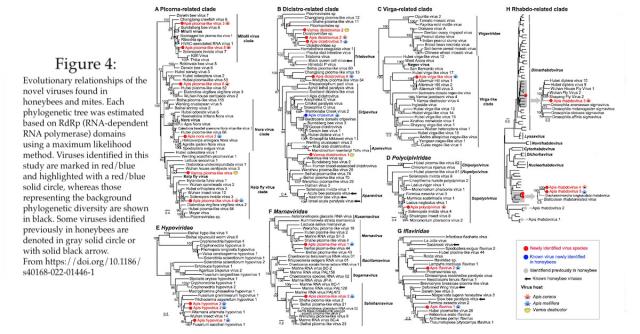 Figure 4: Evolutionary relationships of the novel viruses found in honeybees and mites. Each phylogenetic tree was estimated based on RdRp (RNA-dependent RNA polymerase) domains using a maximum likelihood method. Viruses identified in this study are marked in red /blue and highlighted with a red /blue solid circle, whereas those representing the background phylogenetic diversity are shown in black. Some viruses identified previously in honeybees are denoted in gray solid circle or with solid black arrow. 