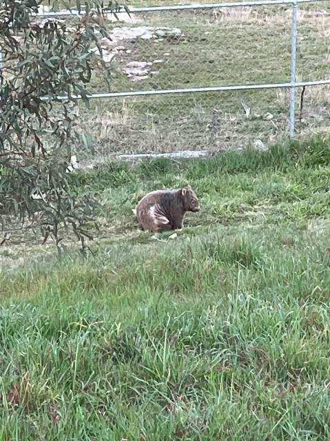 A wombat, sitting on its rear in front of a cyclone fence during daylight. A patch of mange can be seen on its right hand side at the rear. 