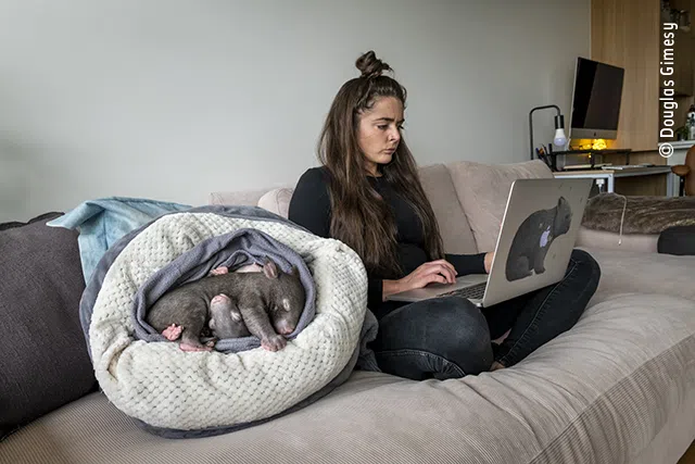 baby wombats