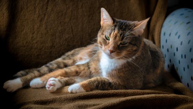 It's of Spice, my orange tabby, who is lounging rather extravagantly.