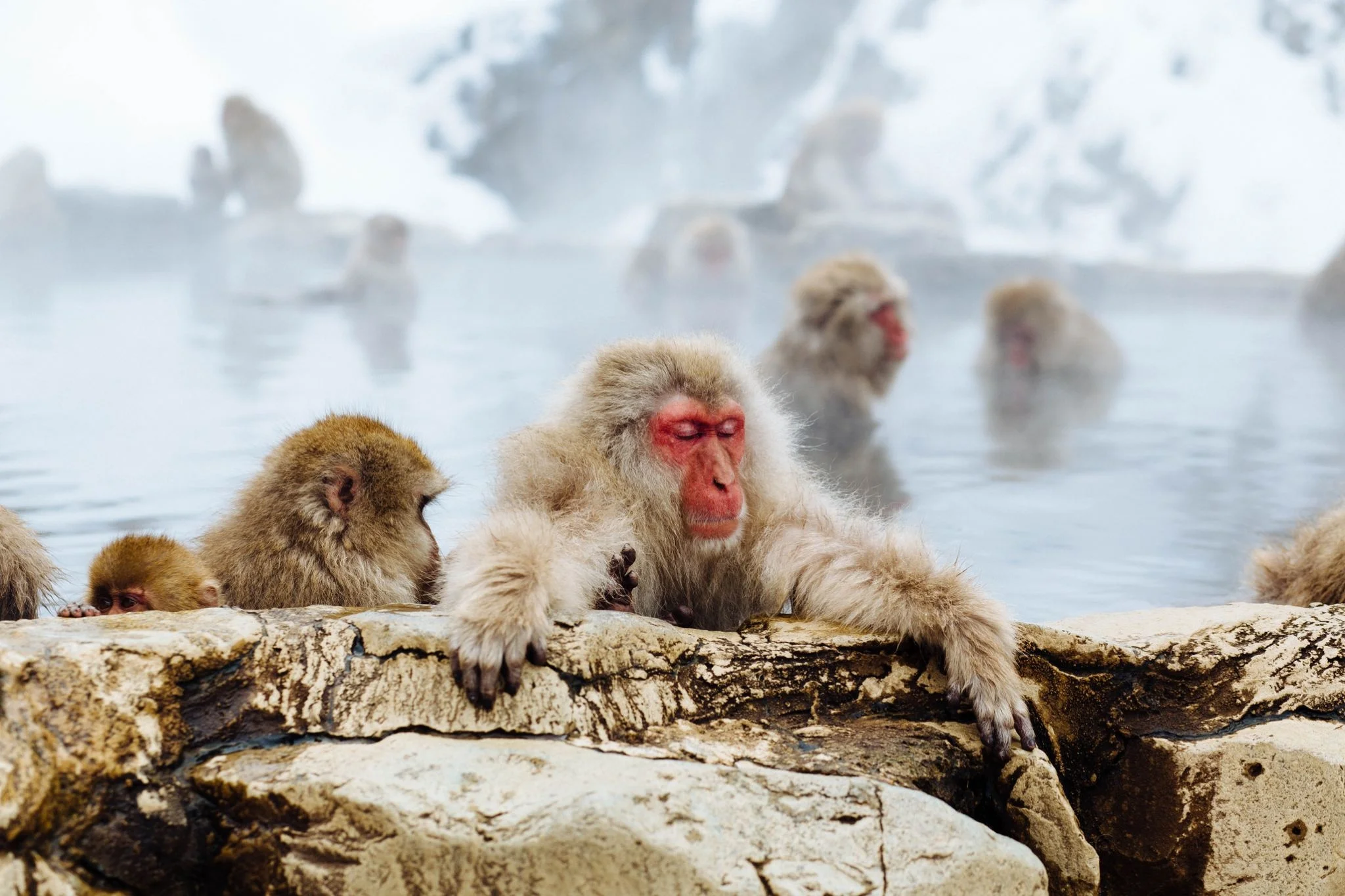 Hokkaido snow-monkeys
