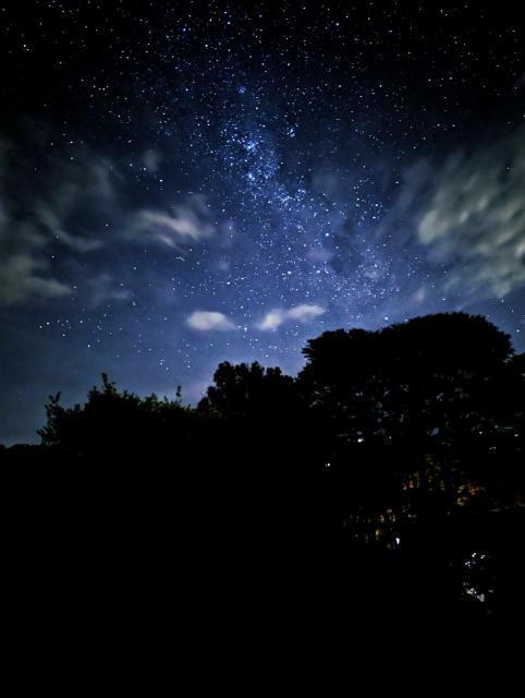 Night sky and the stars of the Southern Hemisphere. Dark trees in the bottom half of the picture.