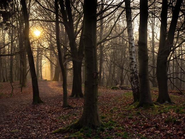 Sunrise through a winter woodland. The sun throws a golden path over the ground.