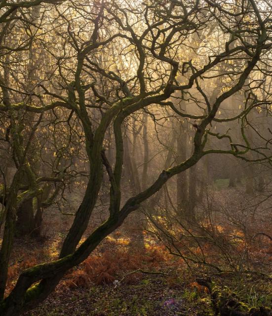 Sunrise through a winter woodland, a golden glow in a tangle of branches.