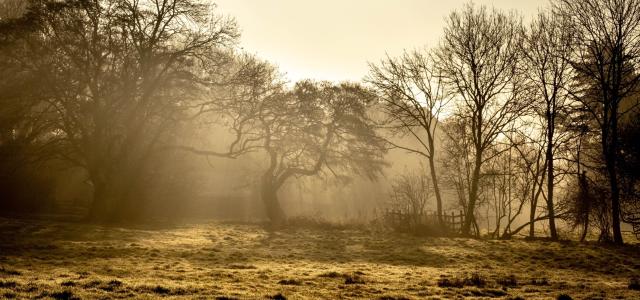 Golden sunrise through trees on a field boundary.