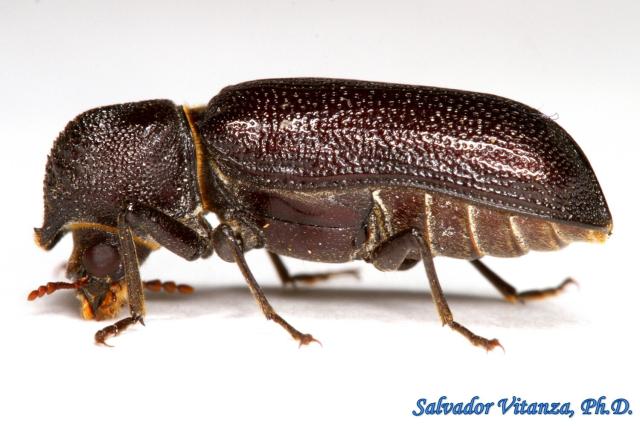Bostrichidae beetle. Amphicerus cornutus. From elp.tamu.edu