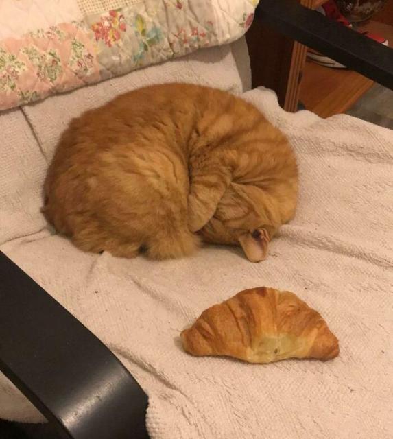 cat croissant