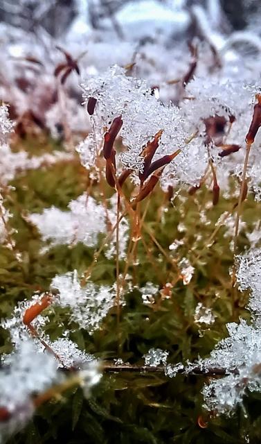 Moss close up with snow