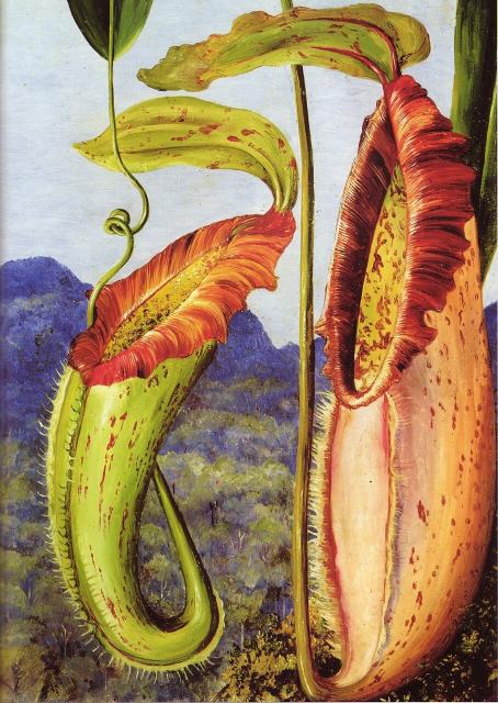 A New Pitcher Plant from the Limestone Mountains of Sarawak, Borneo. By Marianne North. Public domain.