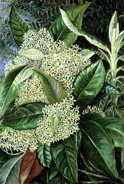 Olearia argophylla. By Marianne North. Public domain.