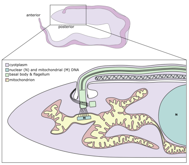 The kinetoplast of T. brucei, a schematic picture of the posterior end of the flagellated cell.