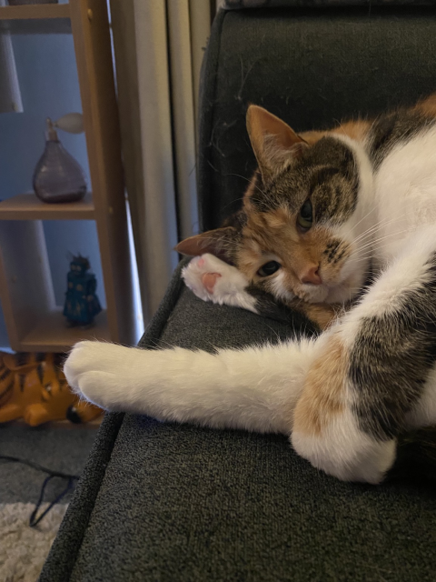 Zoë, a small tricolour cat, lays folded over with her head resting on her right back leg 