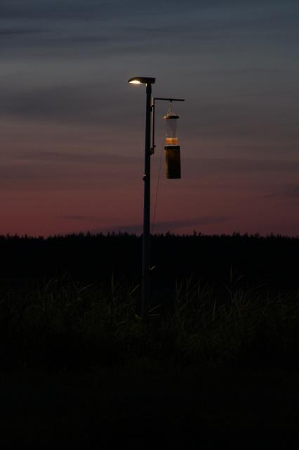 Street light with insect trap after sunset
