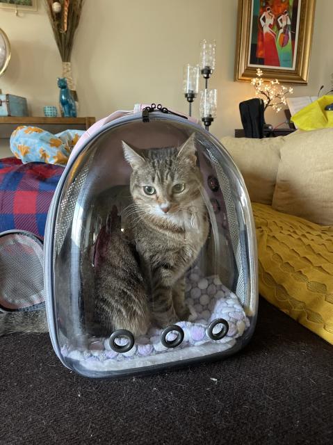 My black and tan colored cat inside a pink cat backpack with a clear plastic front and three ventilation holes near the bottom. It has a zippered side door for entry. She sitting looking at me. 