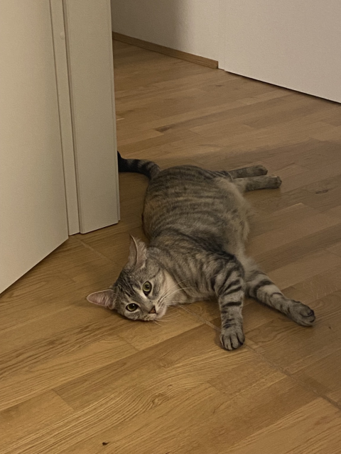 Cat lying on the floor