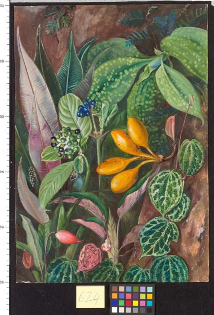 Marianne North's Curious Plants from the Forest of Matang, Sarawak, Borneo. Credit: Kew Royal Botanical Garden