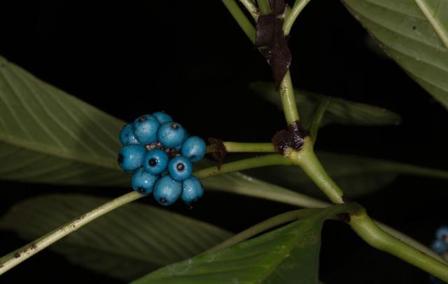Bright blue berries of a Chassalia species Credit: YW Low.