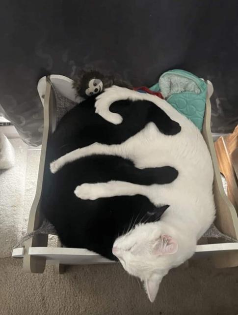 Two cats, one white and one black. They are sleeping, intertwined. Front and back legs of black cat crossing white cat. Front and back legs of white cat crossing black cat. Almost a yin yang image. 