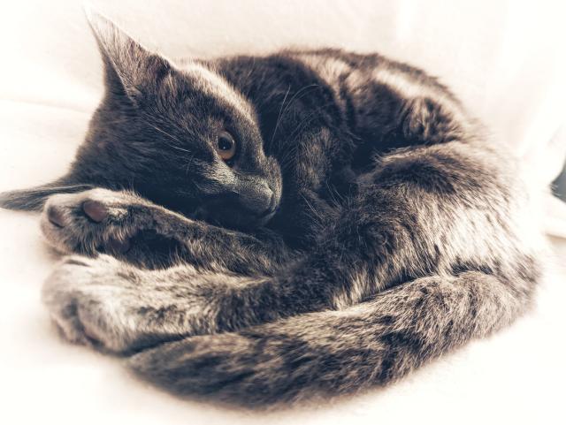 Misty the Russian blue kitten curled in a ball and looking at me with murderous intent