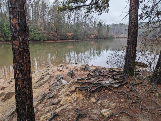The small shore/bank just off a trail at the Lake Norman State Park. There are a bunch of rocks and exposed roots from trees. The water is a murky green/brown, and the day is overcast and dreary. The far shore is heavily wooded, and no trail is readily visible.