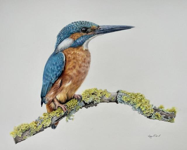 Coloured pencil drawing of a blue and orange kingfisher perched on a branch covered in green lichen.