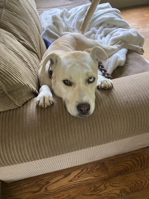 A yellow pit bull mix with one blue eye and one brown eye resting her head and front paws on the couch armrest.