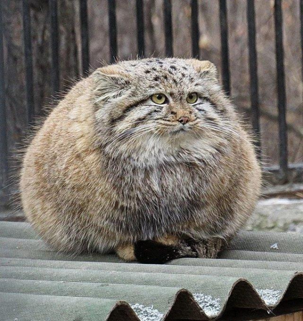 It's a thicc pallas cat
