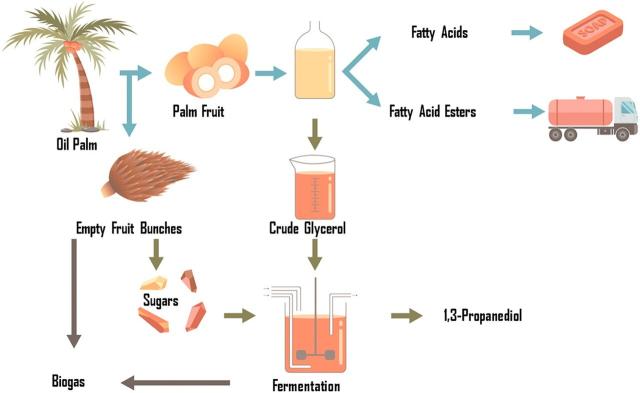 Schematic representation of an oil palm biorefinery. Crude glycerol from transesterification and empty fruit bunch derived lignocellulosic sugars are converted by a lactic acid bacterium into 1,3 propanediol - a fiber precursor 
