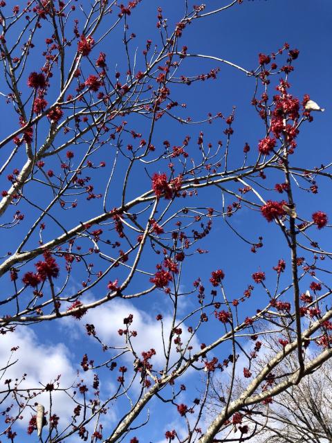 A red maple tree budding out on January 23rd in Greenville, South Carolina. 