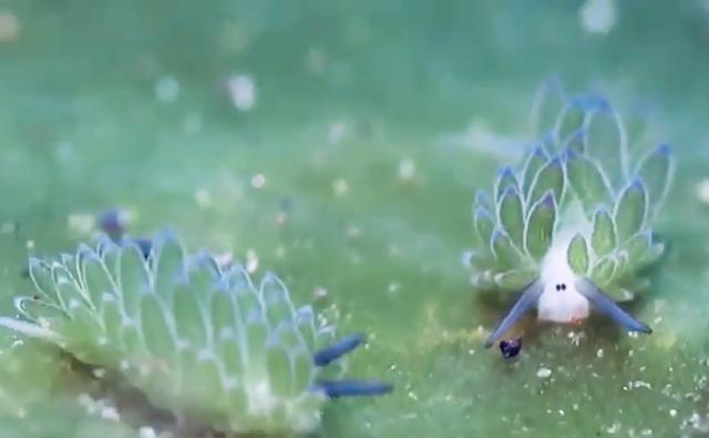 Image: Still from video by Catrin Pichler featuring Costasiella kuroshimae. Two “leaf sheep” graze on algae.