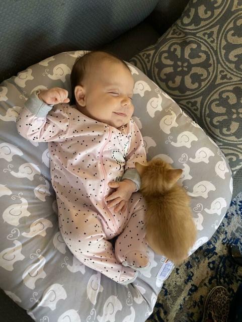 baby and kitten