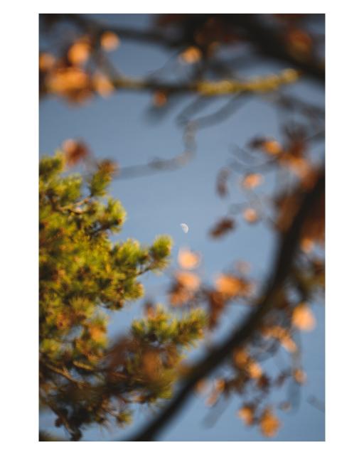 EN: The picture shows a half moon, photographed through the branches of some trees.

DE: Das Bild zeigt einen Halbmond, durch das Geäst einiger Bäume hindurch fotografiert.