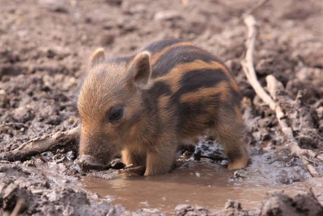Baby warthog